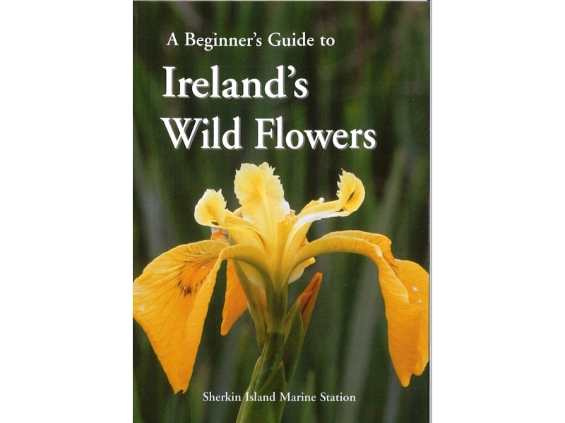 A Beginner's Guide To Ireland's Wild Flowers