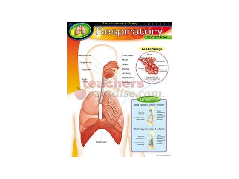 Poster Respiratory System
