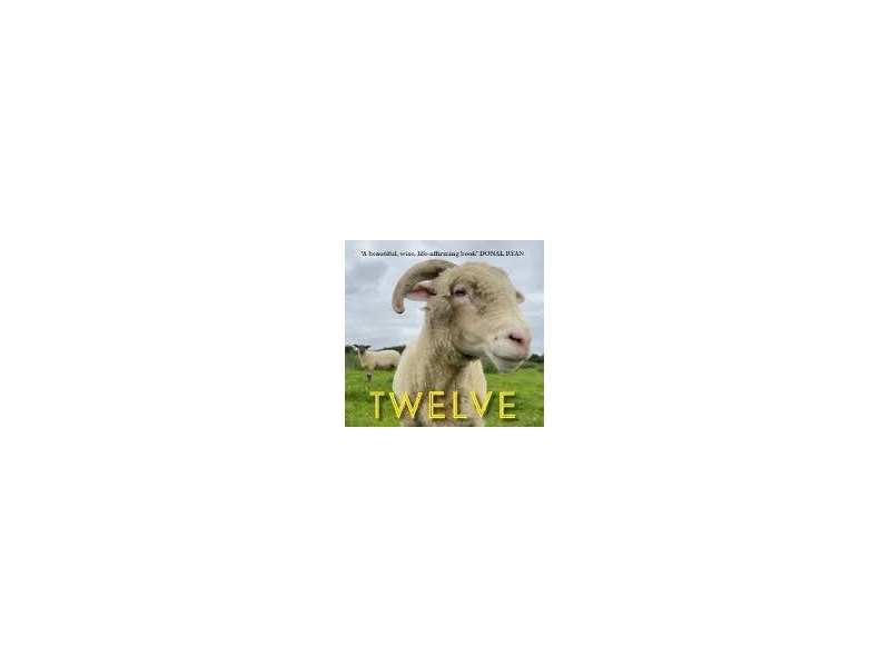 Twelve Sheep -  John Connell